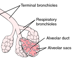 Bronchial Tubes